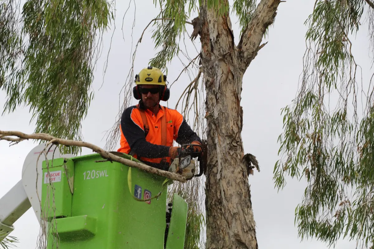 Professional Tree Works arborist working from the elevated platform on the Gold Coast