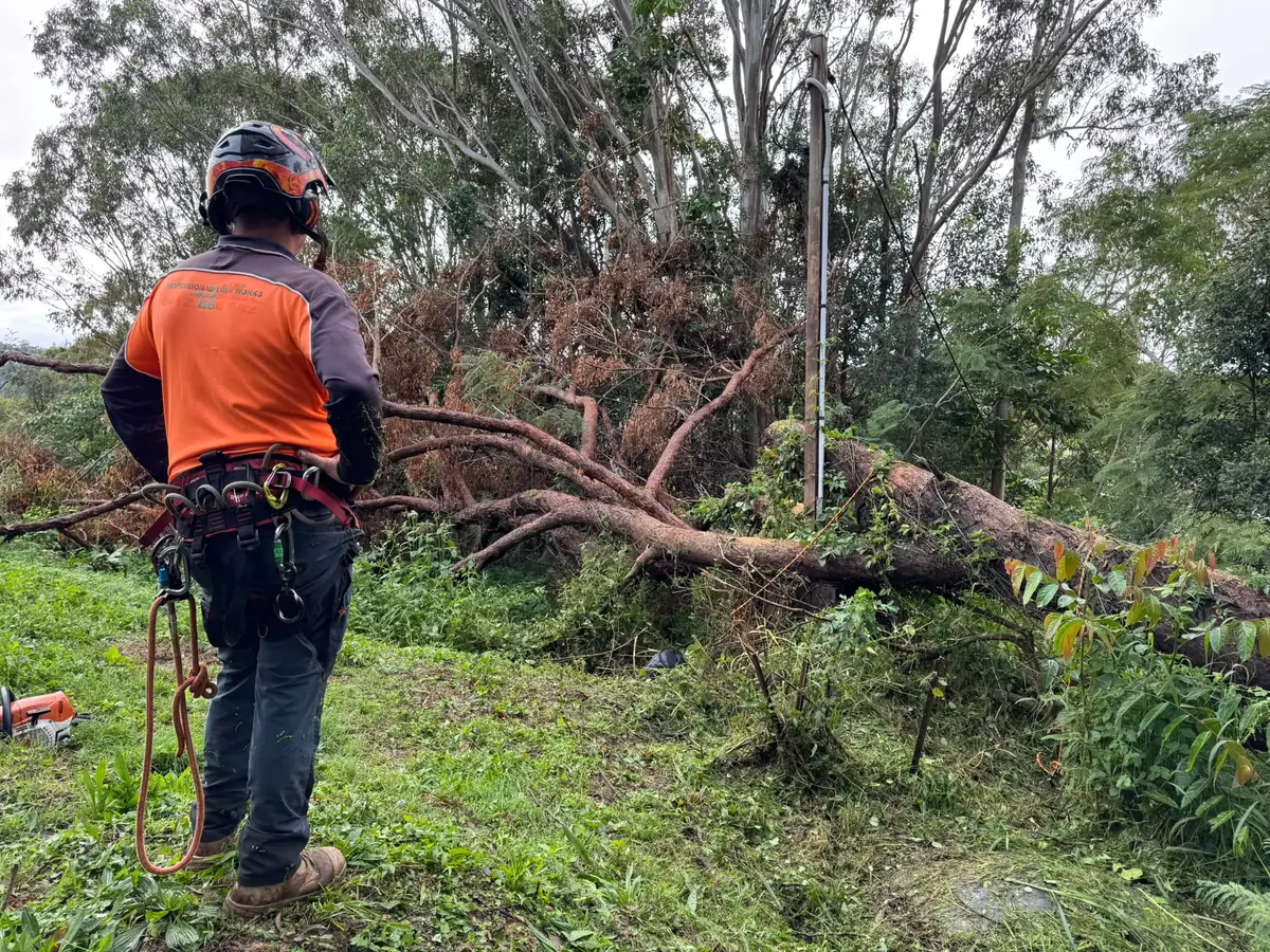 Professional Tree Works arborist assessing a storm-damaged tree near powerlines on the Gold Coast