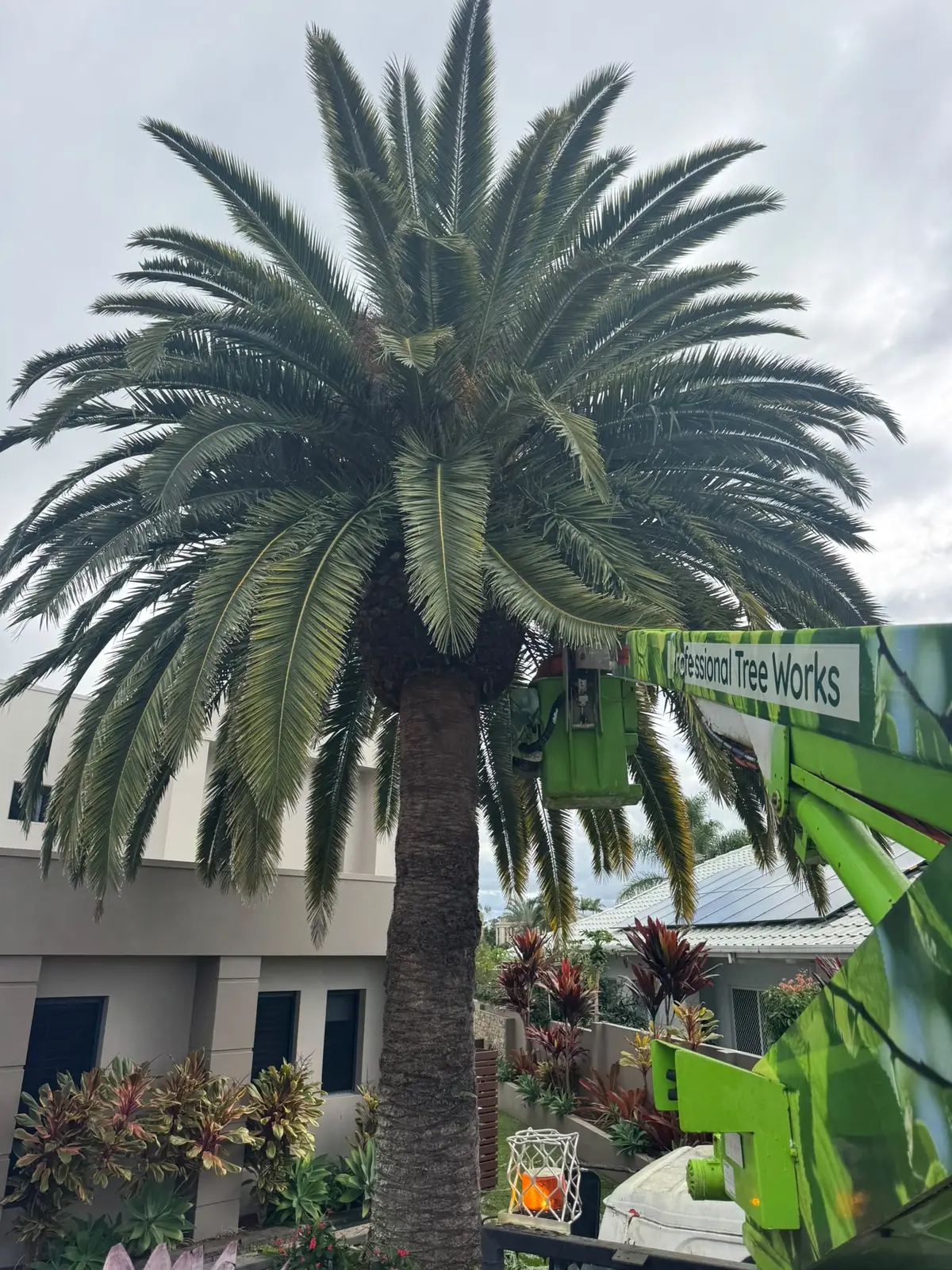 Spider lift removing a palm on the Gold Coast