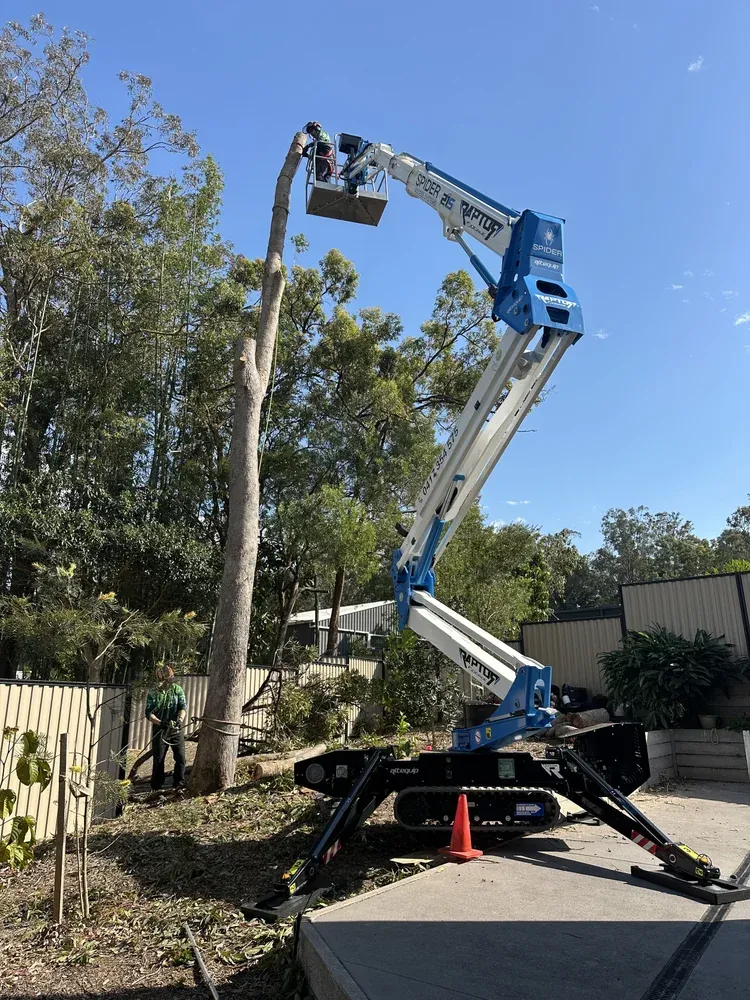 25 years up Gold Coast trees