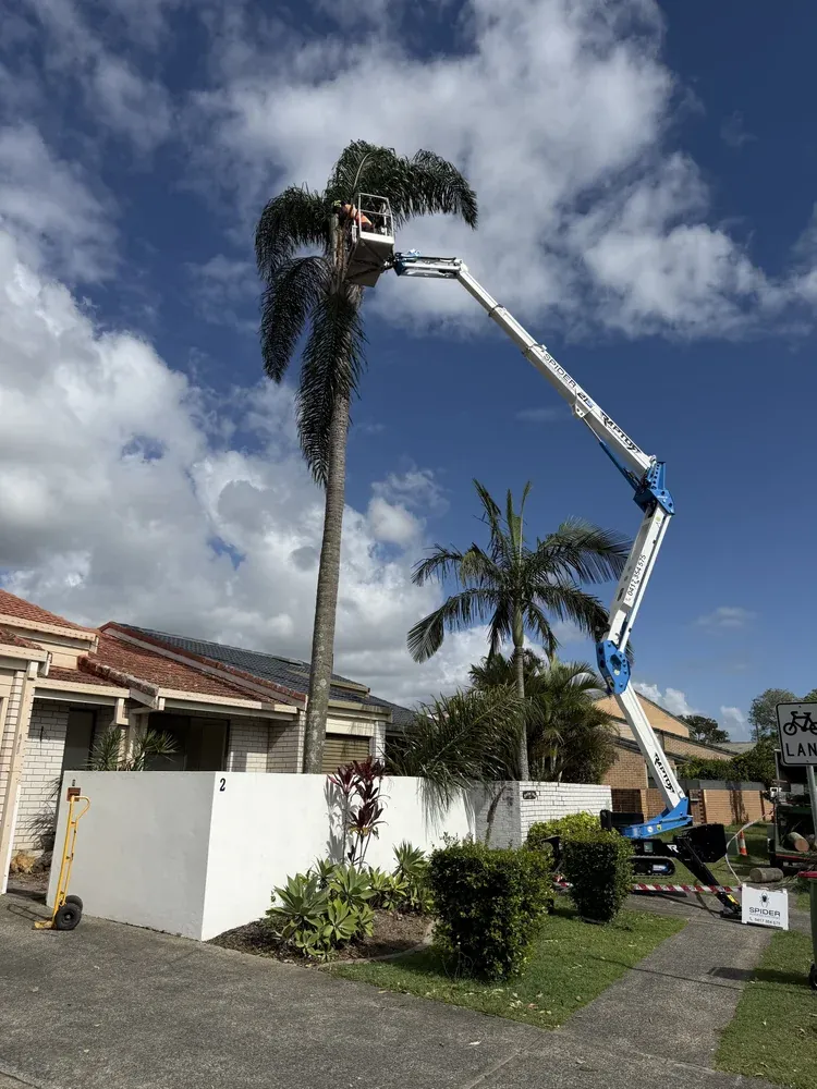 Professional Tree Works crew using the Spider Lift and chipper on a Gold Coast street